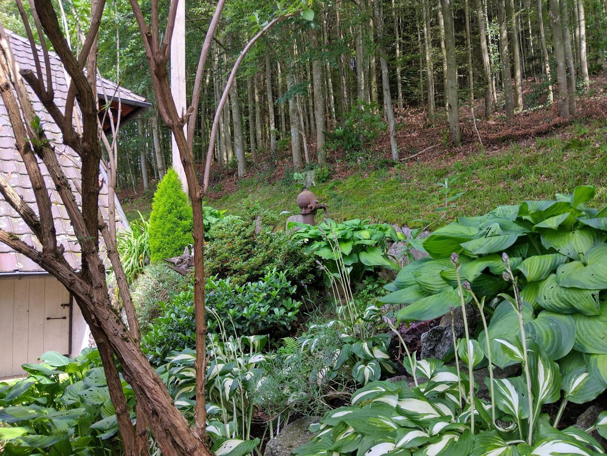 Appartement Haus "Guck - Ins - Tal" à Sasbachwalden Extérieur photo